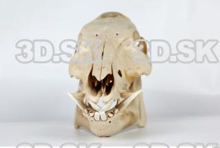 Skull Boar - Sus scrofa 0019